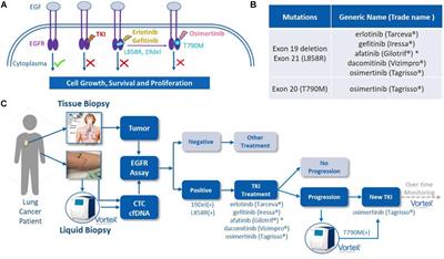 Detection of EGFR Mutations in cfDNA and CTCs, and Comparison to Tumor Tissue in Non-Small-Cell-Lung-Cancer (NSCLC) Patients